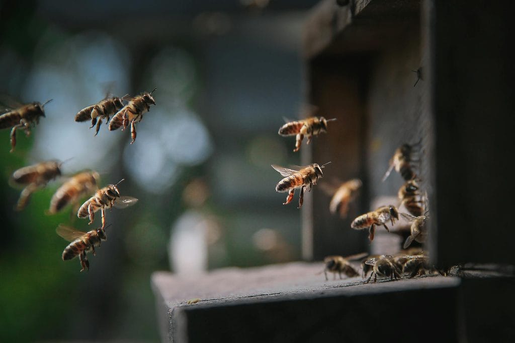 Propolis arı ürünü
