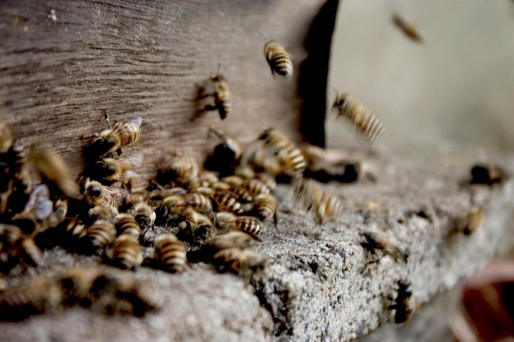 Doğal propolis