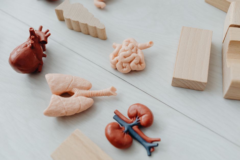 İnsan organ modelleri